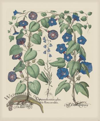 Besler 301 Colored  B2